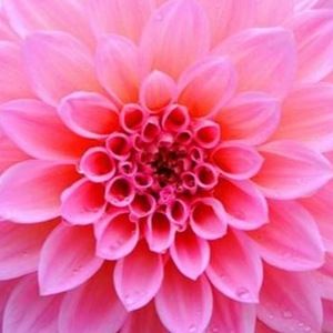 Meet your Posher, Jess